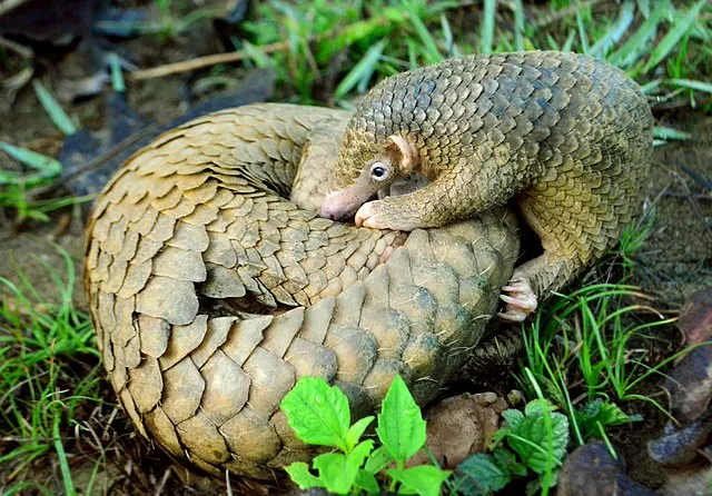A Philippine pangolin pup and its mother, a critically endangered species endemic to the Palawan island group. It is threatened by illegal poaching for the pangolin trade to China and Vietnam, where it is regarded as a luxury medicinal delicacy.[42]
