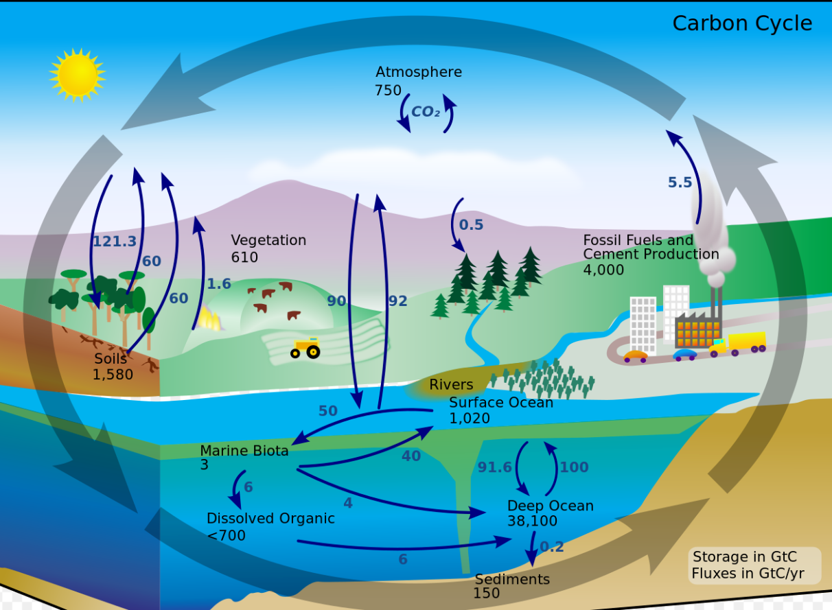 This carbon cycle diagram shows the storage and annual exchange of carbon between the atmosphere, hydrosphere and geosphere in gigatons - or billions of tons - of Carbon (GtC). Burning fossil fuels by people adds about 5.5 GtC of carbon per year into the atmosphere.