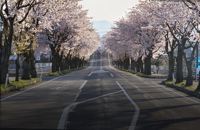 Japan Cherry Blossoms on Road -7110279_640