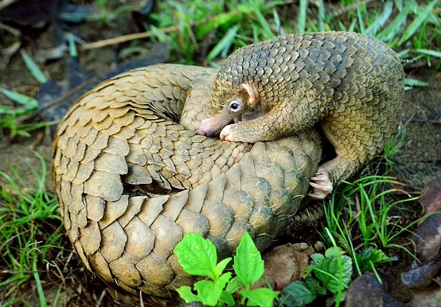 A Philippine pangolin pup and its mother, a critically endangered species endemic to the Palawan island group. It is threatened by illegal poaching for the pangolin trade to China and Vietnam, where it is regarded as a luxury medicinal delicacy.[42]
